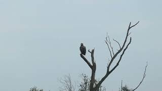 Whitetailed Eagle  Zeearend  Oostvaardersplassen NL  16102024 [upl. by Nosliw]