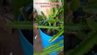 Dragon fruit plants for sale AS Tamil pets amp plants  Tamil [upl. by Nahtnoj]