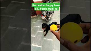 Rottweiler Puppy Learn ball Fatch Training session 436 shorts [upl. by Ahsaeit]