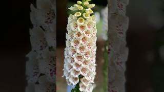 Blooming Foxglove’s AshasRealm youtubeshorts shorts flowers [upl. by Elbag]