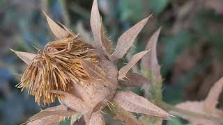 קורטם הצבעים יבש Carthamus tinctoriusin a dry condition [upl. by Novoj]