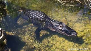 Alligator Hissing Filmed At Everglades National Park [upl. by Angadreme]