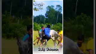 Anna thambi 🫀⚡jallikattuwhatsappstatus shortvideo [upl. by Seira]