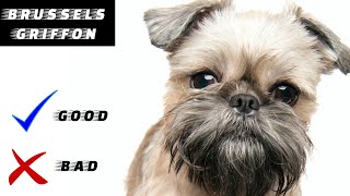 Brussels Griffon Pros And Cons  The Good And The Bad [upl. by Daffie]