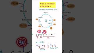 short trickkrebs cycleTCA cyclecitric acid CA cycleneetncert [upl. by Cartwell]