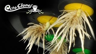 How To Clone Plants Easily And Quickly  The OctoCloner  Cloning 101 [upl. by Aileda]