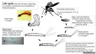 Overview of phlebotomine sand fly vectors of Leishmaniasis [upl. by Romona]