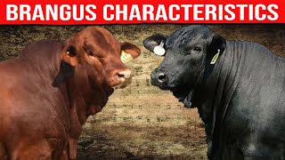 ⭕ BRANGUS Characteristics ✅ Biggest Bulls And Cow [upl. by Limann659]