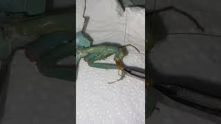 Африканский богомол поедает мучника Sphodromantis viridis insects mantis [upl. by Lupita830]