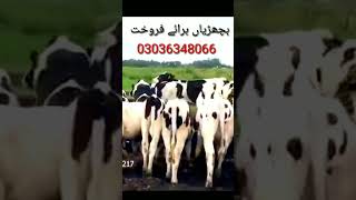 Holstein Friesian Heifers Farming short shortvideo youtubeshorts cowfarminginpakistan [upl. by Avid]