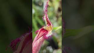 Diese Orchidee hat einen gemeinen Trick bulbophyllum [upl. by Shem]