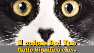 Significato colore del tuo Gatto [upl. by Nnanerak440]