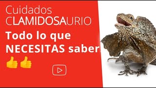 QUIERES SABER CÓMO CUIDAR UN CLAMIDOSAURIO PUES 👀👀 El VÍDEO [upl. by Aimit638]