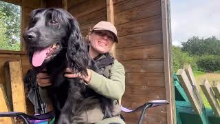 Gundog Training Introduction to hunting [upl. by Pack]