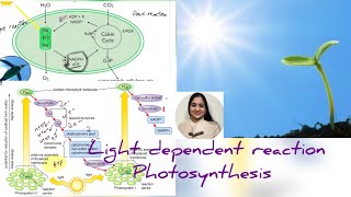 Light dependent reaction of Photosynthesis photosynthesis apbiology [upl. by Solon848]