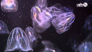 「海」の「月」の神秘 part 4“カブトクラゲ／Bolinopsis mikado MOSER” 4KAQUARIUM Feel the Life [upl. by Daile]