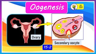 FORM 4 CHAPTER 15 152  OOGENESIS IN HUMANS [upl. by Ettore]