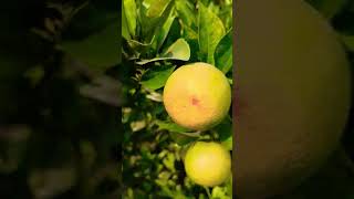 Beautiful Mausami plantsyoutube video viral [upl. by Abekam]