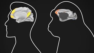 Monkey brains are way more like ours than we thought [upl. by Rabma]