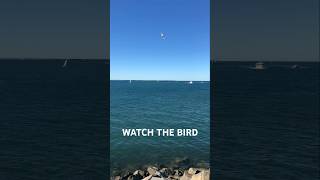 Bird Diving For Fish  Wynnum Manly Brisbane Australia australianature nature [upl. by Siobhan]