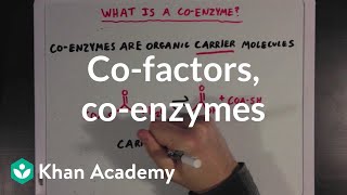 Cofactors coenzymes and vitamins  MCAT  Khan Academy [upl. by Ellery]