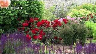 Comment planter un rosier en pleine terre au jardin   Truffaut [upl. by Amarillas]