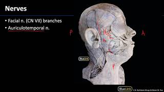 Parotid and Submandibular Triangle  Nerves [upl. by Hezekiah430]