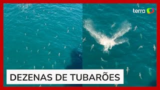 Vídeo impressiona ao mostrar mar infestado de tubarões no Golfo do México [upl. by Feltie]