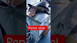 parvo viral dog dog parvo  viral disease in dog parvo parvodisease dogdisease shortsviral [upl. by Eiluj590]