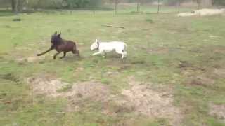 Engelse Bull Terriër vs Hollandse Herder [upl. by Nealy504]