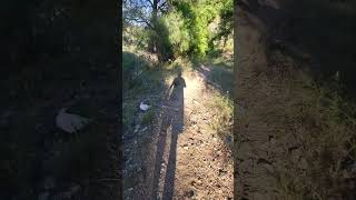 91024 hike Prescott Arizona a trail hike into a canyon nature desertmountain hike video [upl. by Dorri]