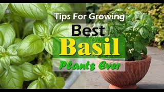 Tips to Grow Best Basil in Pots [upl. by Aropizt]