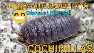 Conociendo los chanchitos de tierra  COCHINILLAS  BICHOS BOLA😲 [upl. by Ruggiero84]