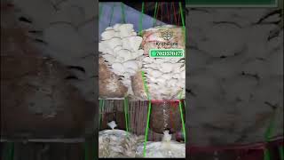 Best Oyster Mushroom Production oystermushroomcultivation shorts [upl. by Lenod]