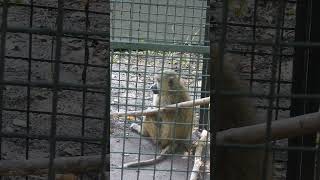 Yellow Baboon  Nyani Manjano  4K UHD Video Tanzania WANYAMA PORI Sabasaba 2023 [upl. by Idnal]