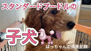 スタンダードプードルの子犬 ばっちゃんの成長記録です。スタンダードプードル 大型犬 熊本弁 [upl. by Pylle]