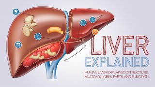 Liver Structure amp Function Explained Anatomy Parts Size Blood Supply and Physiology [upl. by Eirised]