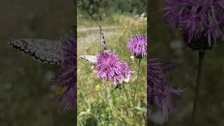 Beautiful butterfly Parnassius apollo video recorded in Pietraporzio CN Italy ❤🇮🇹🦋🦋 [upl. by Hailat]