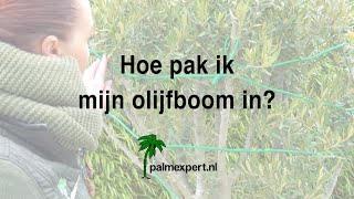 Hoe bescherm ik mijn olijfboom Olea europaea in de winter  Palmexpertnl [upl. by Fermin]