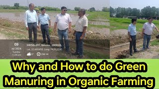 How to do Green Manuring in Organic Farming greenmanure dhaincha CONF organicfarming organic [upl. by Euqinu]