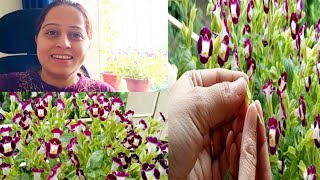 विशबोन Flowers Plants Seeds  How To Collect Torenia Wishbone Flower Plant Seeds  gardening [upl. by Onder]