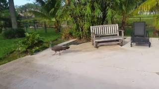 Peahen flying [upl. by Shu]