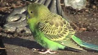 Wild Parakeet in Backyard [upl. by Banyaz409]