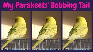 How to Deal Parakeets Bobbing Tail  Hobby 101  CHANOMHECKZ [upl. by Sidky]