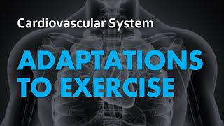 Adaptations to Exercise  Cardiovascular System 07  Anatomy amp Physiology [upl. by Layton]