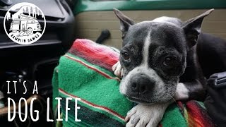 Its A Dog Life  East Coast Blues 2  Ramblin Dawgs  VANLIFE [upl. by Woll360]