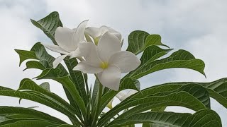 How to grow a tallvibrant amp dense plumeria pudicaNag champa plant  plants are vital perennial [upl. by Ardnahs]