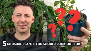 5 Unusual Houseplants You Should Look Out For [upl. by Noiro875]