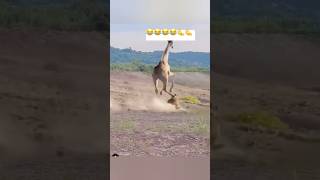 Funny moments of animals animals nature rest music [upl. by Gill]