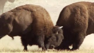 Bison Battle  Yellowstone  BBC Earth [upl. by Hedley]